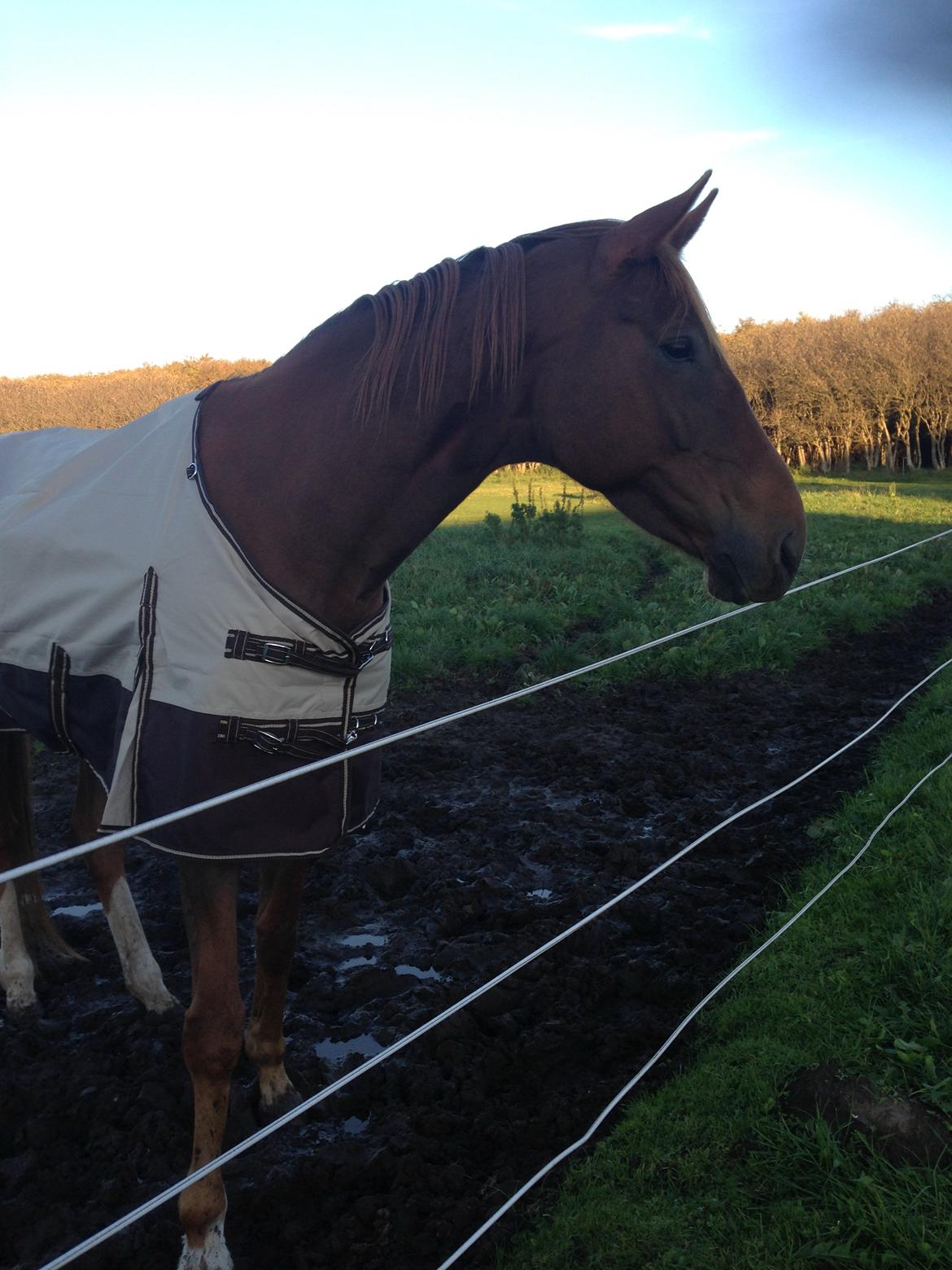 Anden særlig race Nekoline af Sulsted billede 13