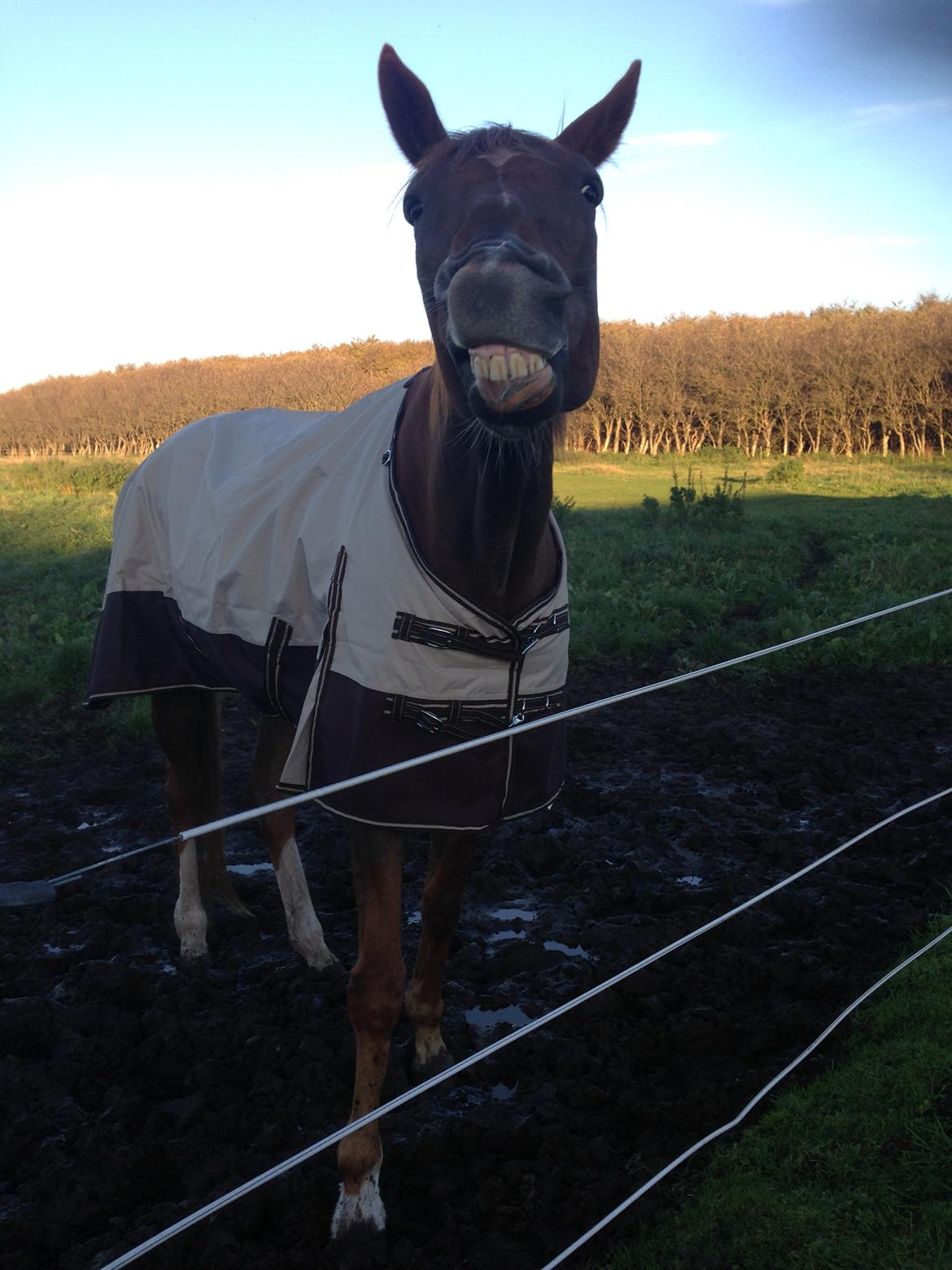 Anden særlig race Nekoline af Sulsted billede 12