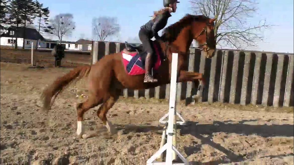 Anden særlig race Nekoline af Sulsted billede 14