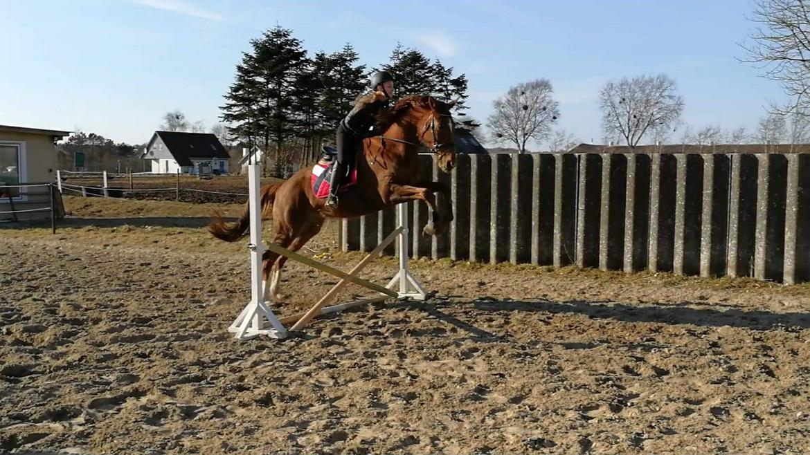 Anden særlig race Nekoline af Sulsted billede 15