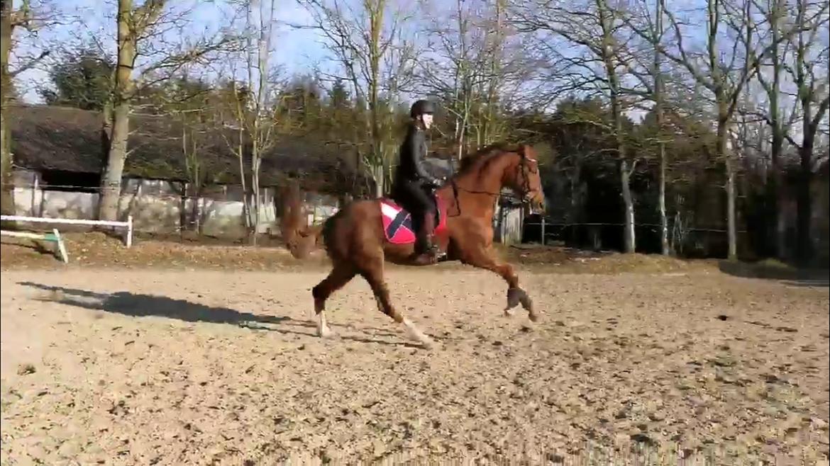 Anden særlig race Nekoline af Sulsted billede 16