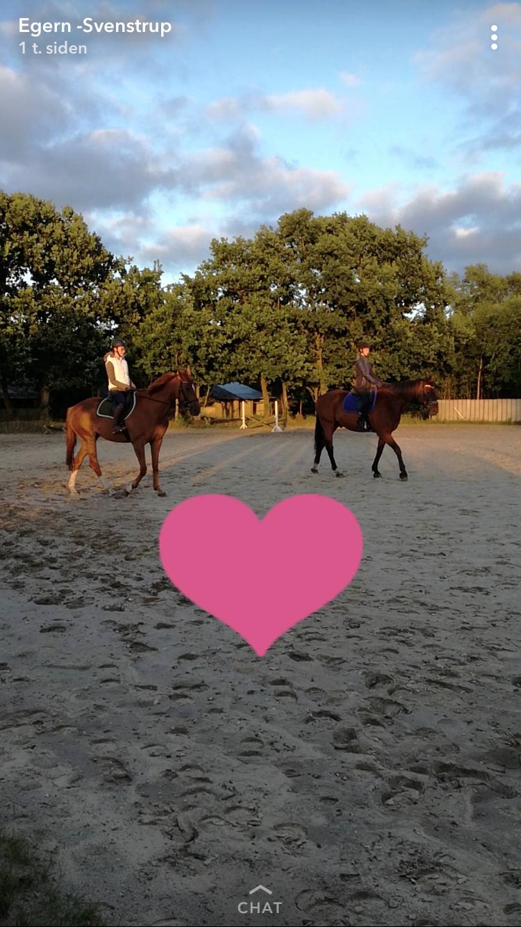 Anden særlig race Nekoline af Sulsted billede 19