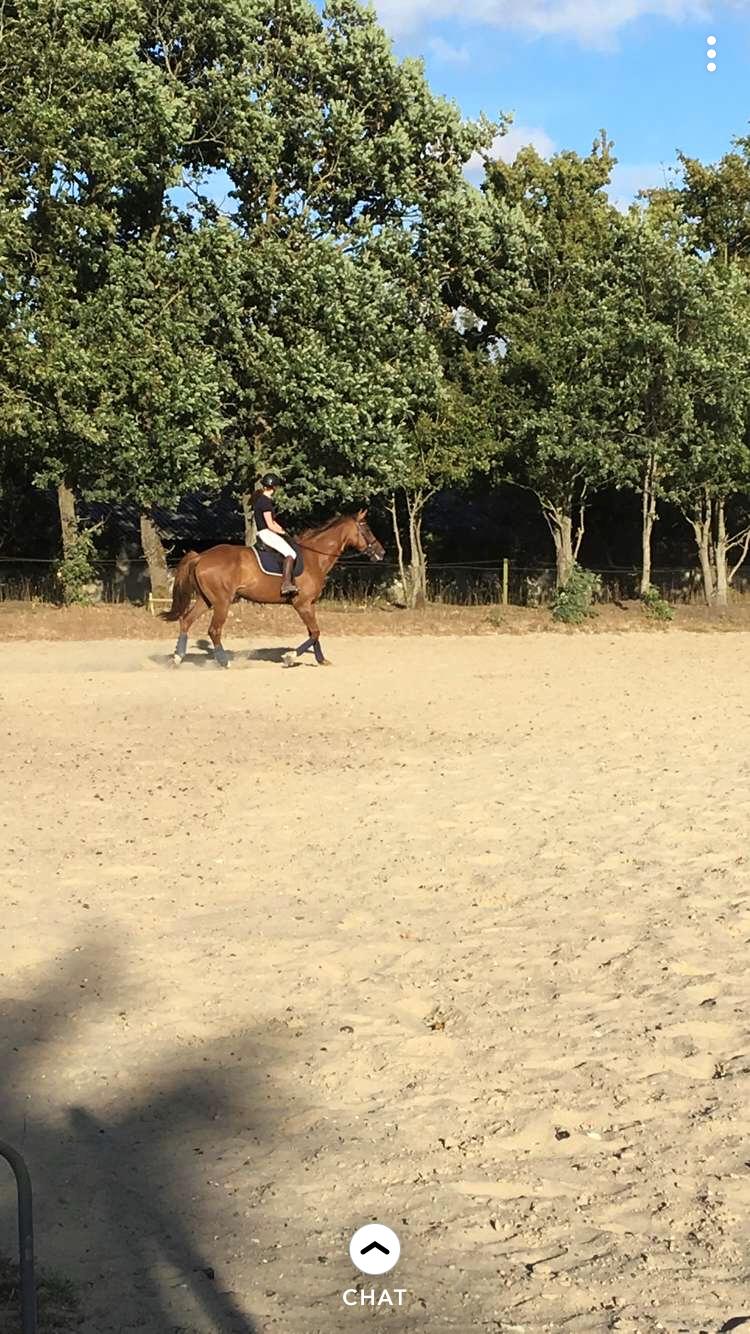 Anden særlig race Nekoline af Sulsted billede 20