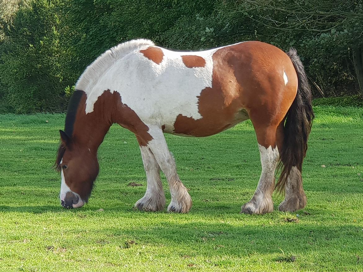 Irish Cob Molly  billede 2