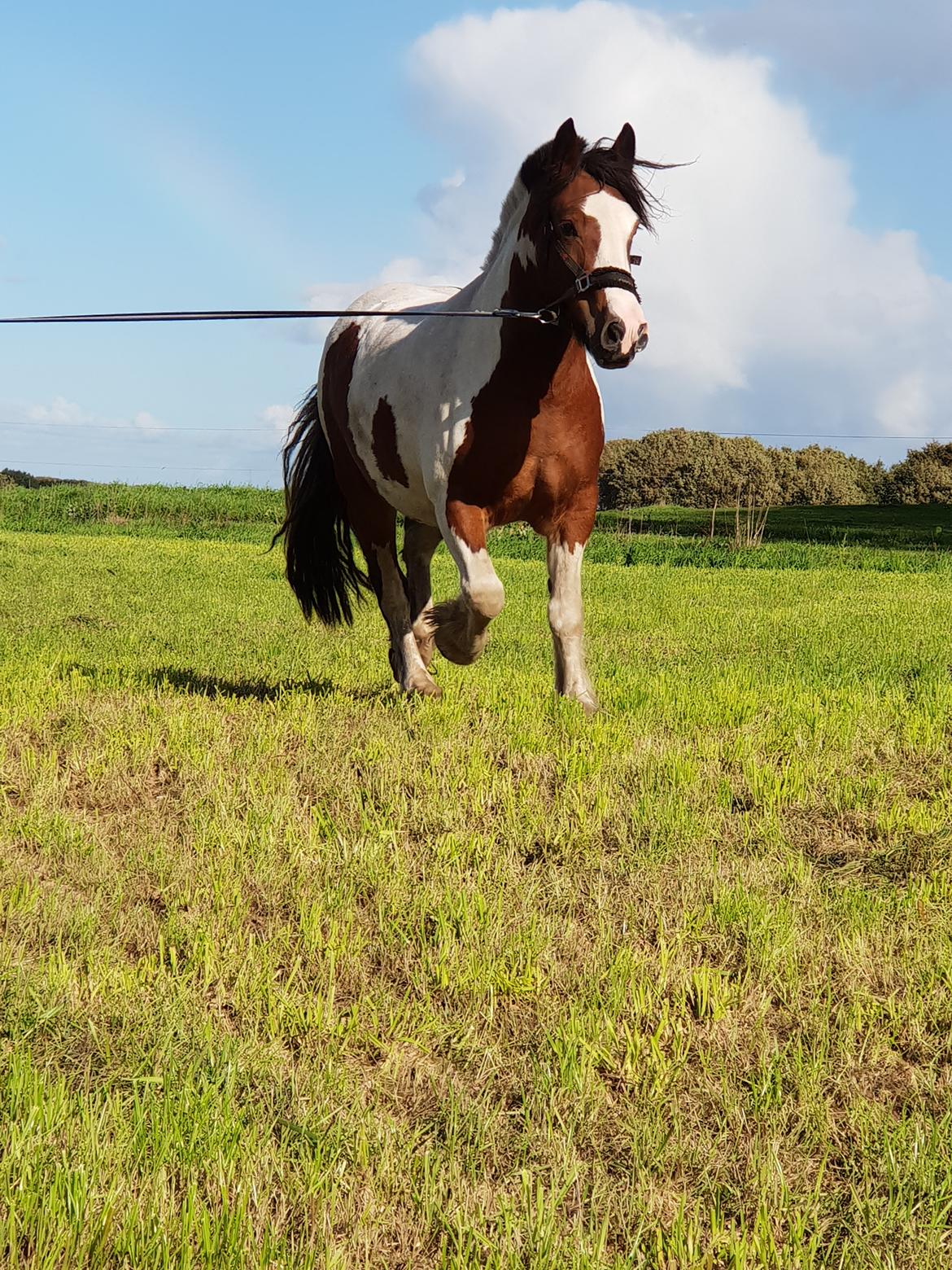 Irish Cob Molly  billede 12