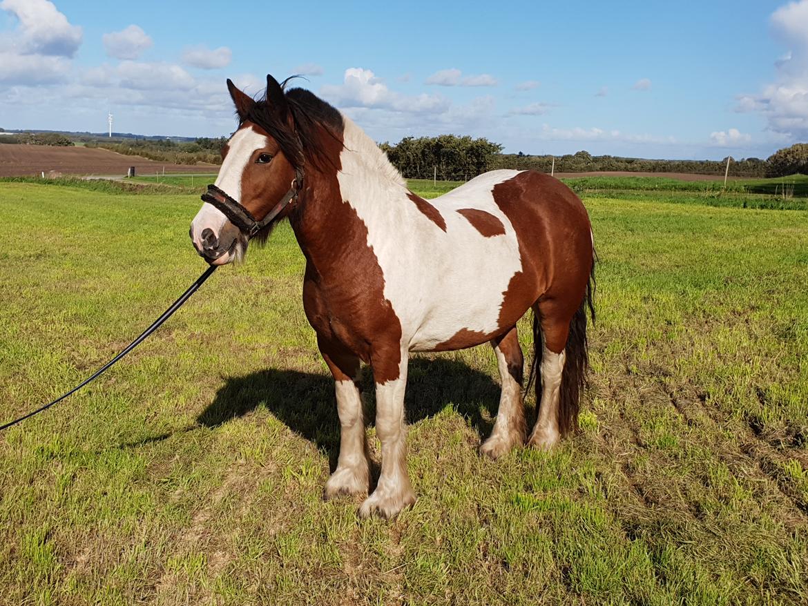 Irish Cob Molly  billede 7