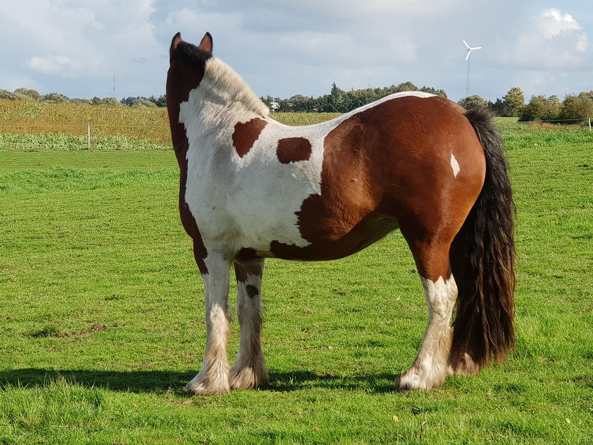 Irish Cob Molly  billede 20