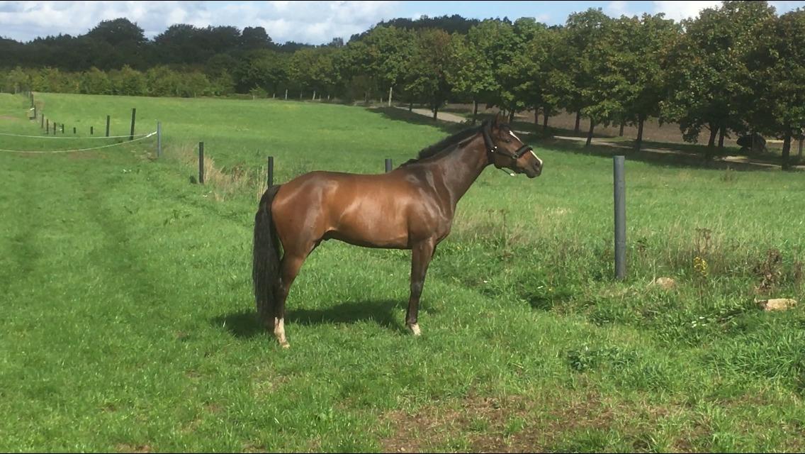 DSP Hesselbjerge's astonmartin - Aston Martin  billede 1