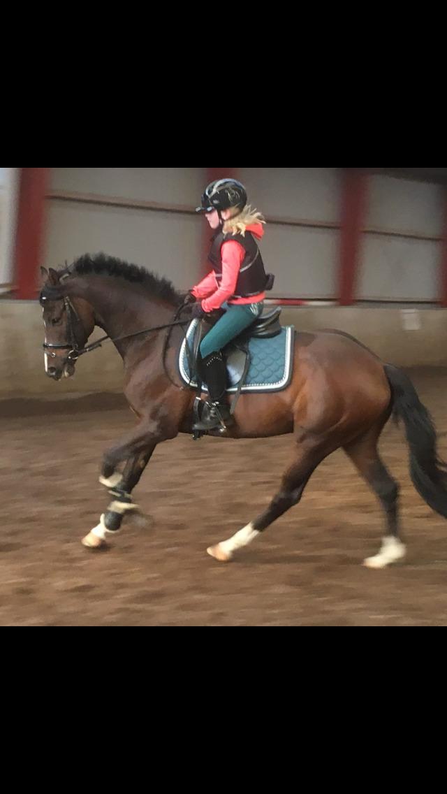 DSP Hesselbjerge's astonmartin - Aston 5 år, Silje 10 år billede 12