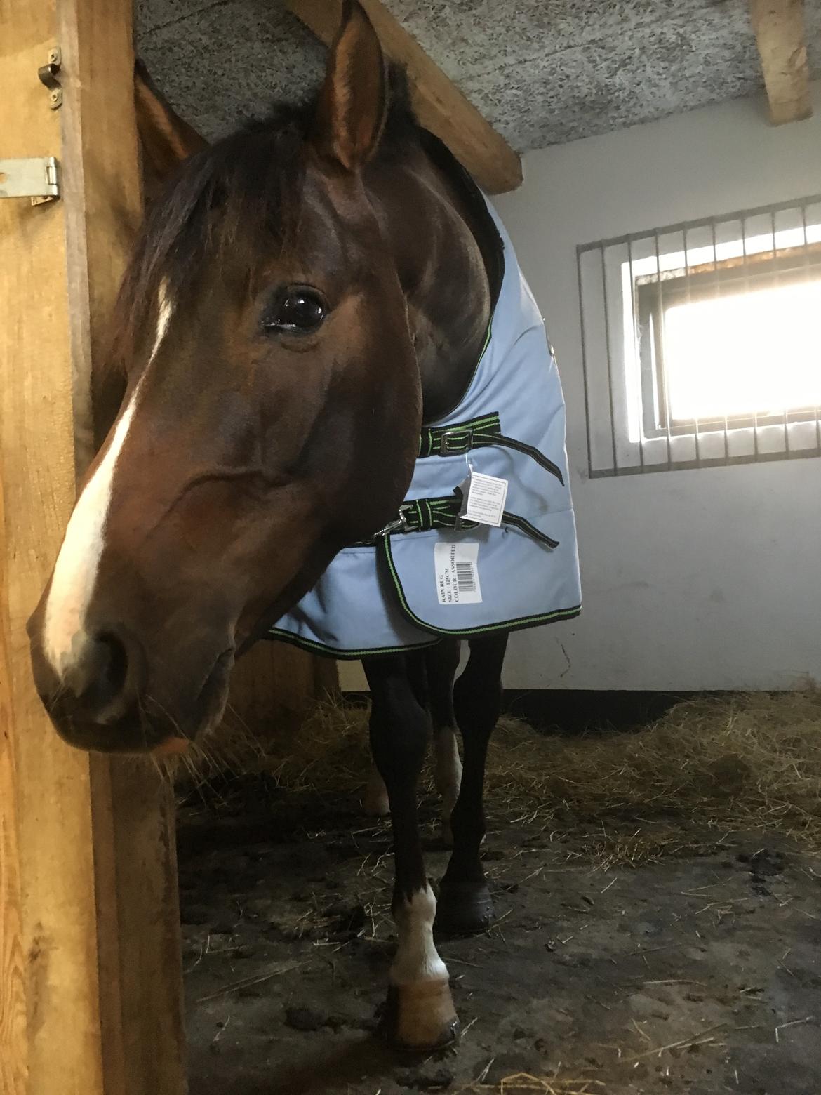 DSP Hesselbjerge's astonmartin billede 15