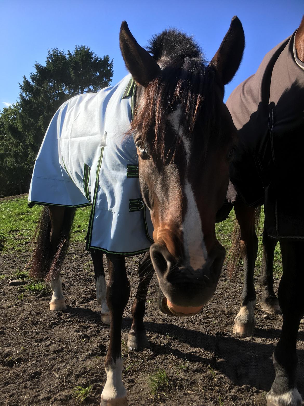 DSP Hesselbjerge's astonmartin - 🤪 billede 16