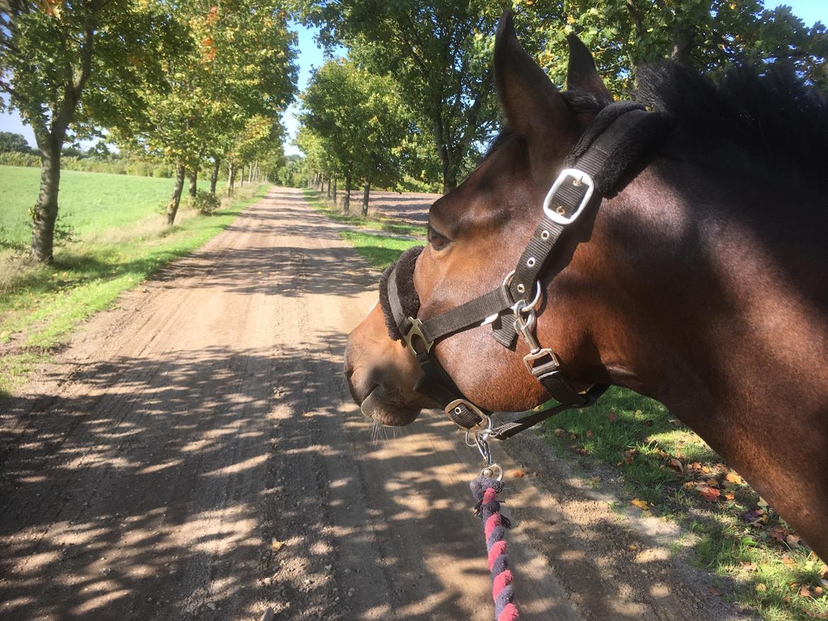 DSP Hesselbjerge's astonmartin - Dejlig gåtur billede 18