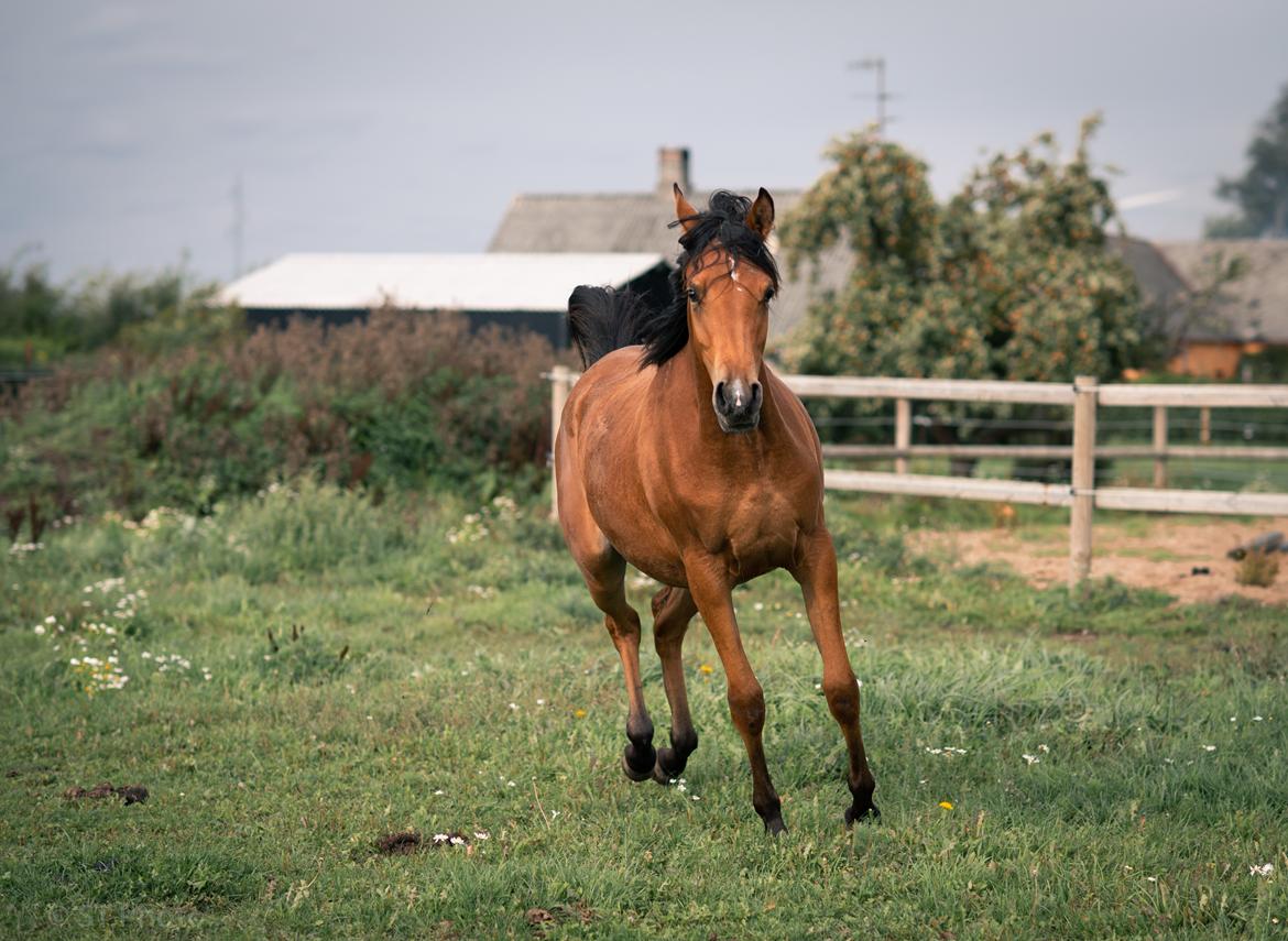 Arabisk fuldblod (OX) Tayisha Van Charm ox  - Tayisha 1 år og 4 mdr.  billede 17