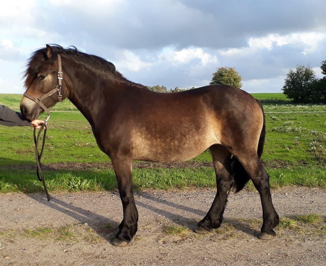 Nordsvensk Skovhest Ry's Zally - 27.09.18 billede 8