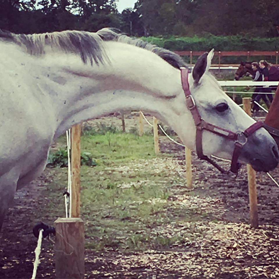 Anden særlig race Donnavan - My boy! billede 4