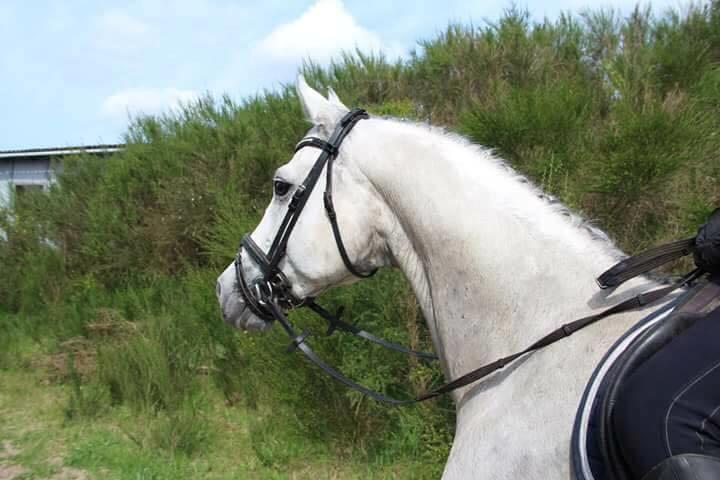 Anden særlig race Donnavan billede 10