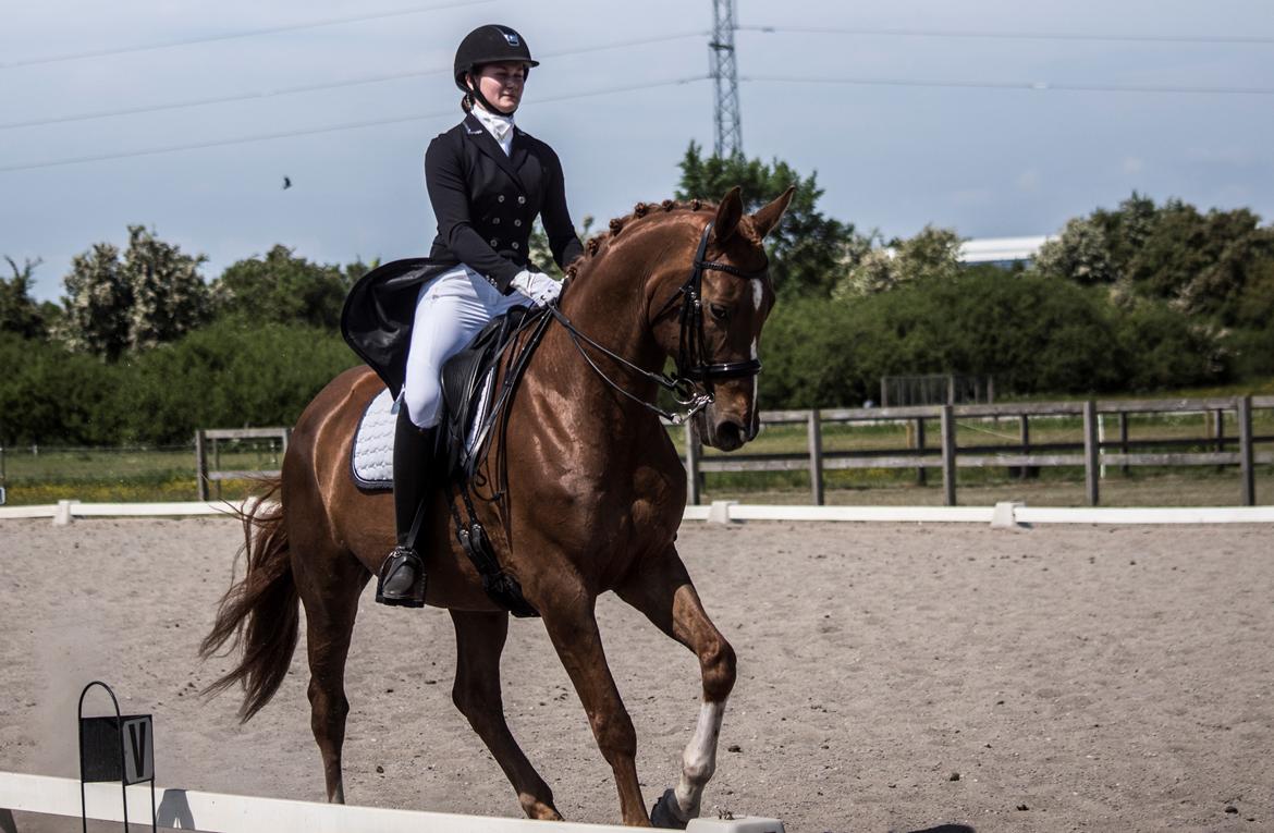 Dansk Varmblod Hedebo´s Arlino *B-hest* billede 11