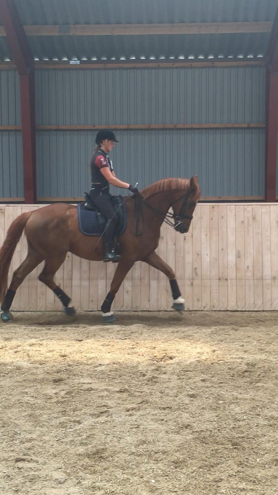 Dansk Varmblod Hedebo´s Arlino *B-hest* billede 12