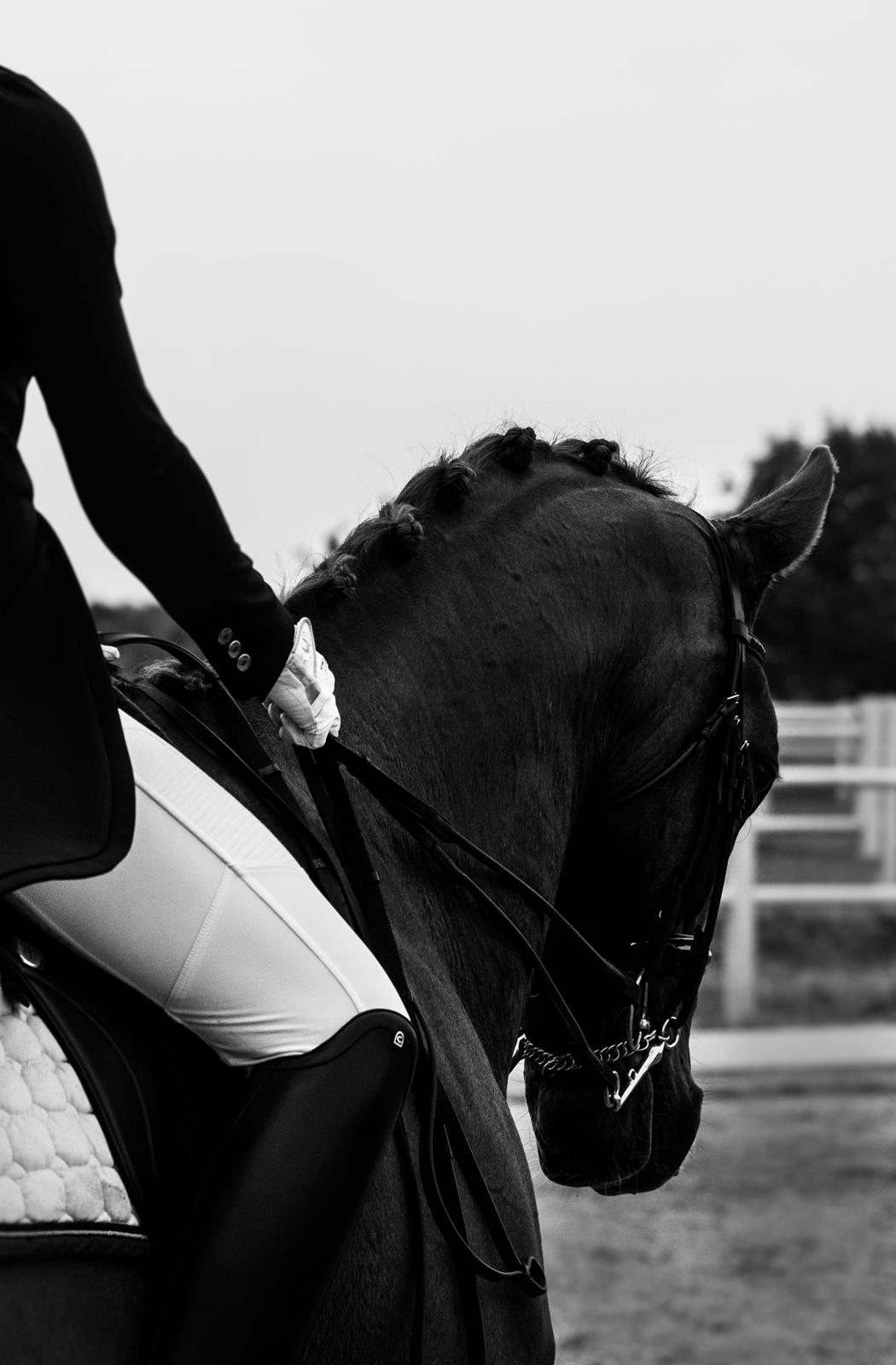 Dansk Varmblod Hedebo´s Arlino *B-hest* billede 13