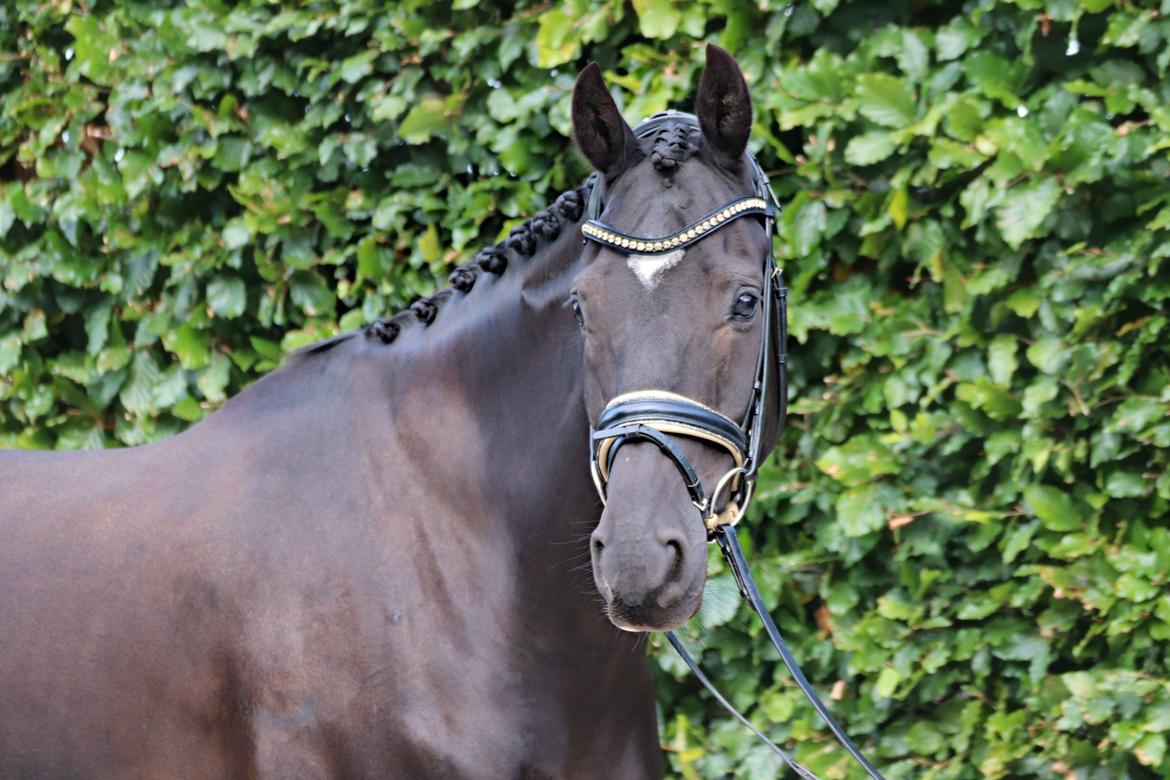 Hannoveraner Samurai V billede 17