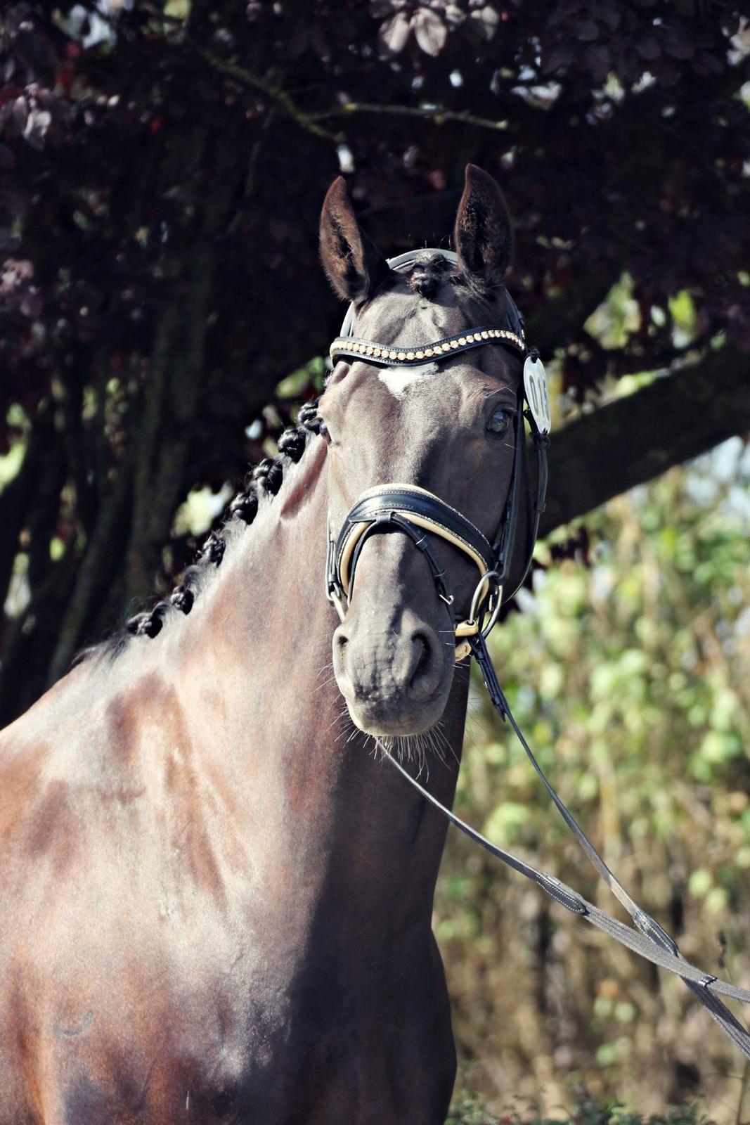 Hannoveraner Samurai V billede 20