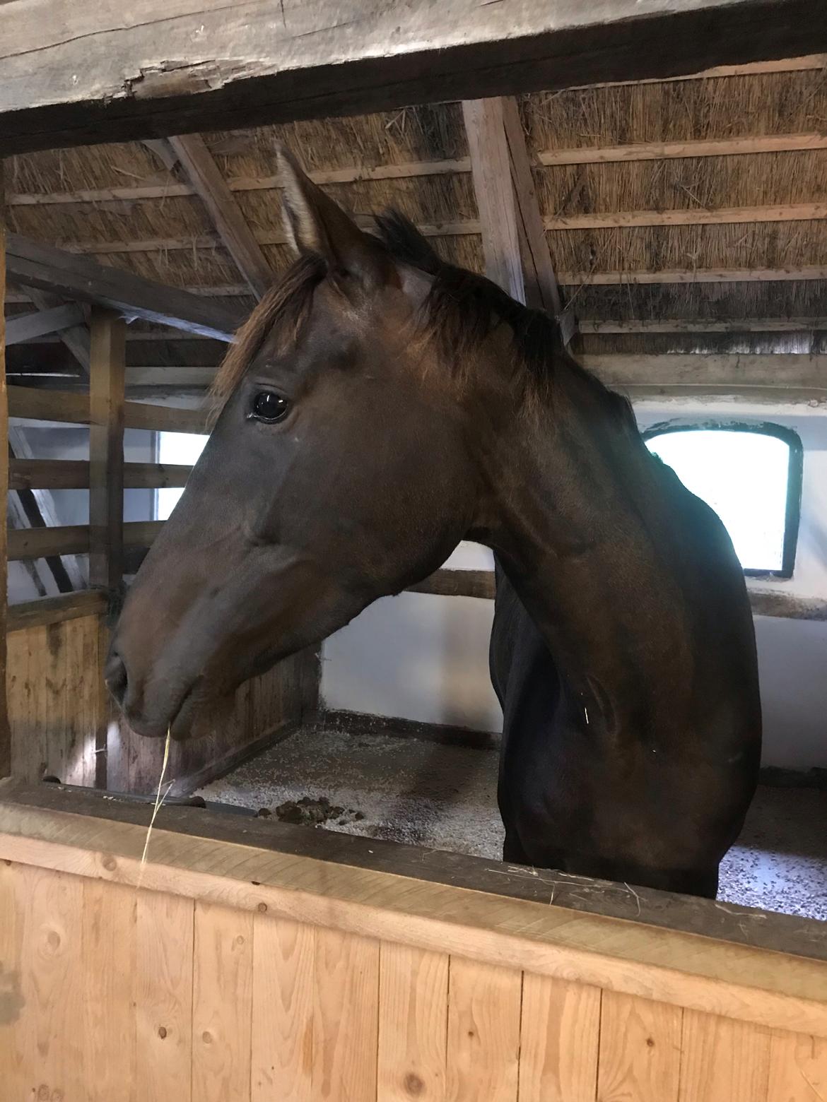 Dansk Varmblod Trodsbjerggaard Zenia billede 1