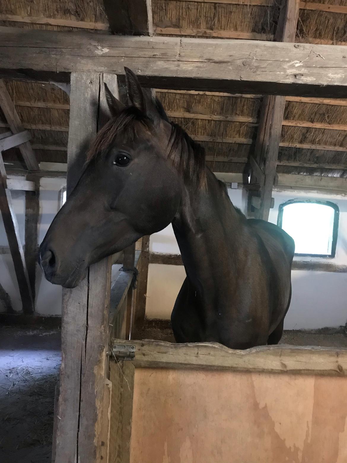 Dansk Varmblod Trodsbjerggaard Zenia billede 2