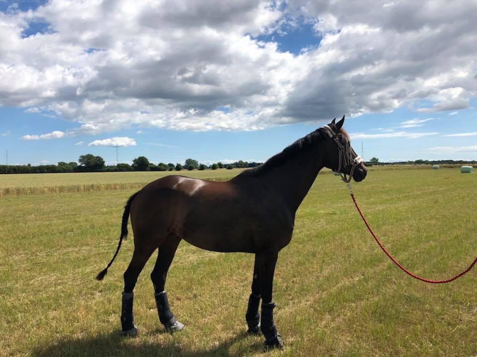 Dansk Varmblod Trodsbjerggaard Zenia billede 4