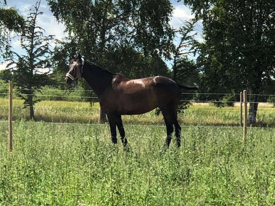 Dansk Varmblod Trodsbjerggaard Zenia billede 5