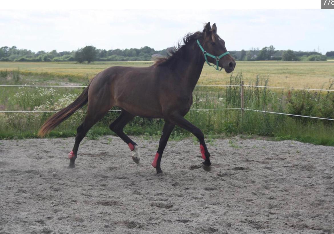 Dansk Varmblod Trodsbjerggaard Zenia billede 6