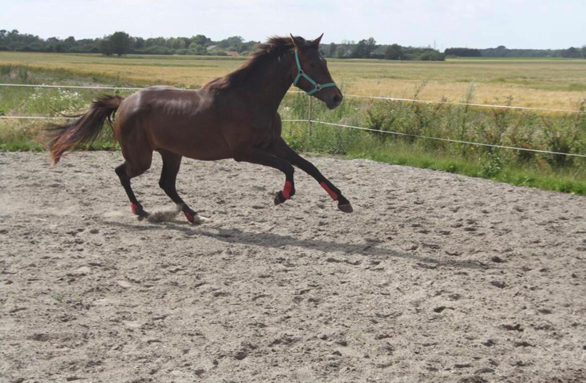 Dansk Varmblod Trodsbjerggaard Zenia billede 7