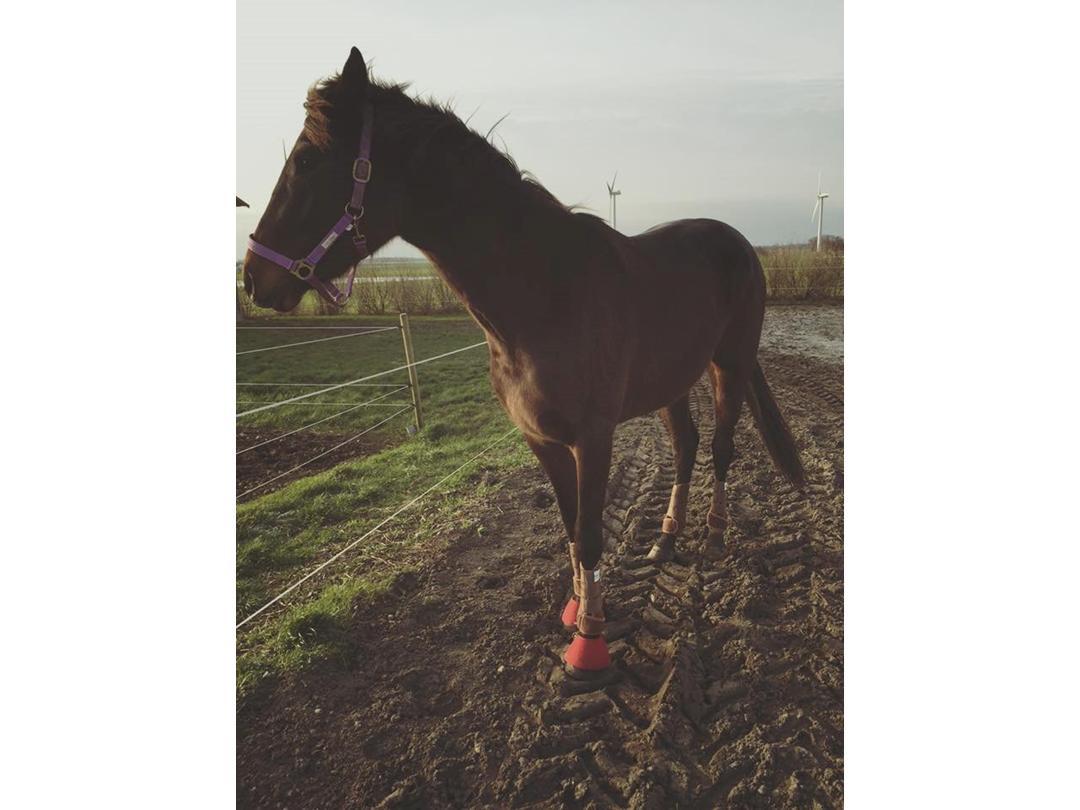 Dansk Varmblod Trodsbjerggaard Zenia billede 8