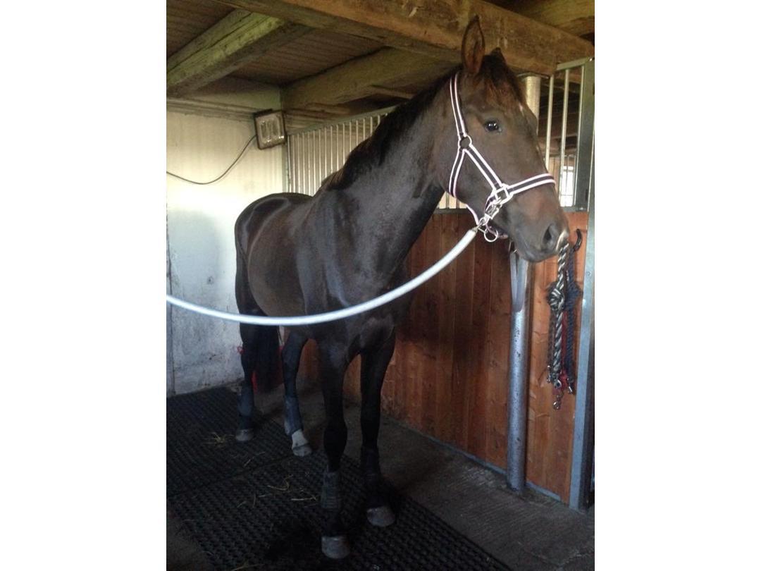 Dansk Varmblod Trodsbjerggaard Zenia billede 9