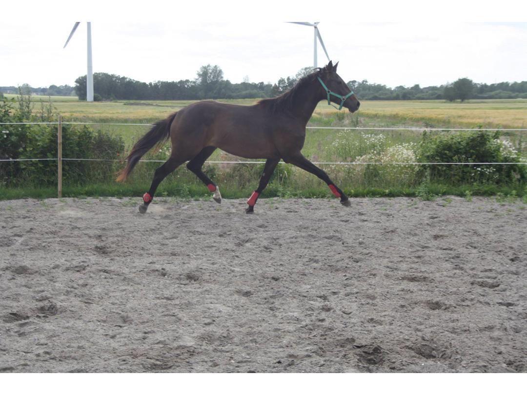 Dansk Varmblod Trodsbjerggaard Zenia billede 10