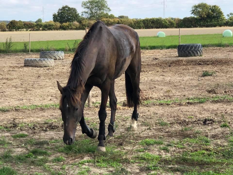 Dansk Varmblod Trodsbjerggaard Zenia billede 11