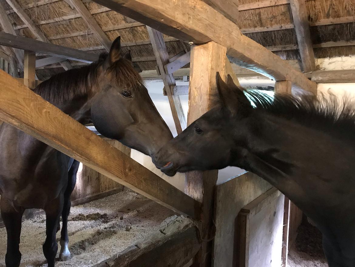 Dansk Varmblod Trodsbjerggaard Zenia billede 3