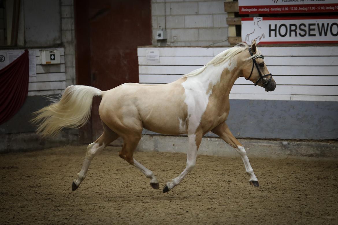 Pinto Araber Painted dreamcatcher billede 22