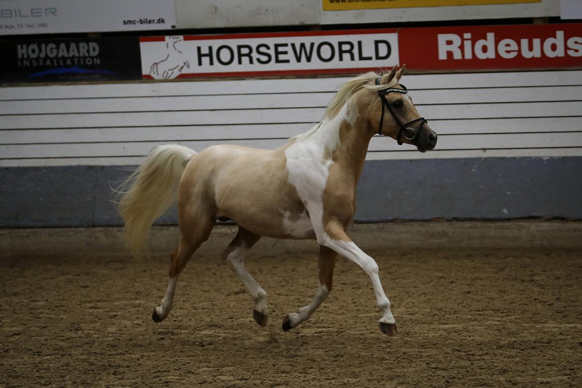 Pinto Araber Painted dreamcatcher billede 23