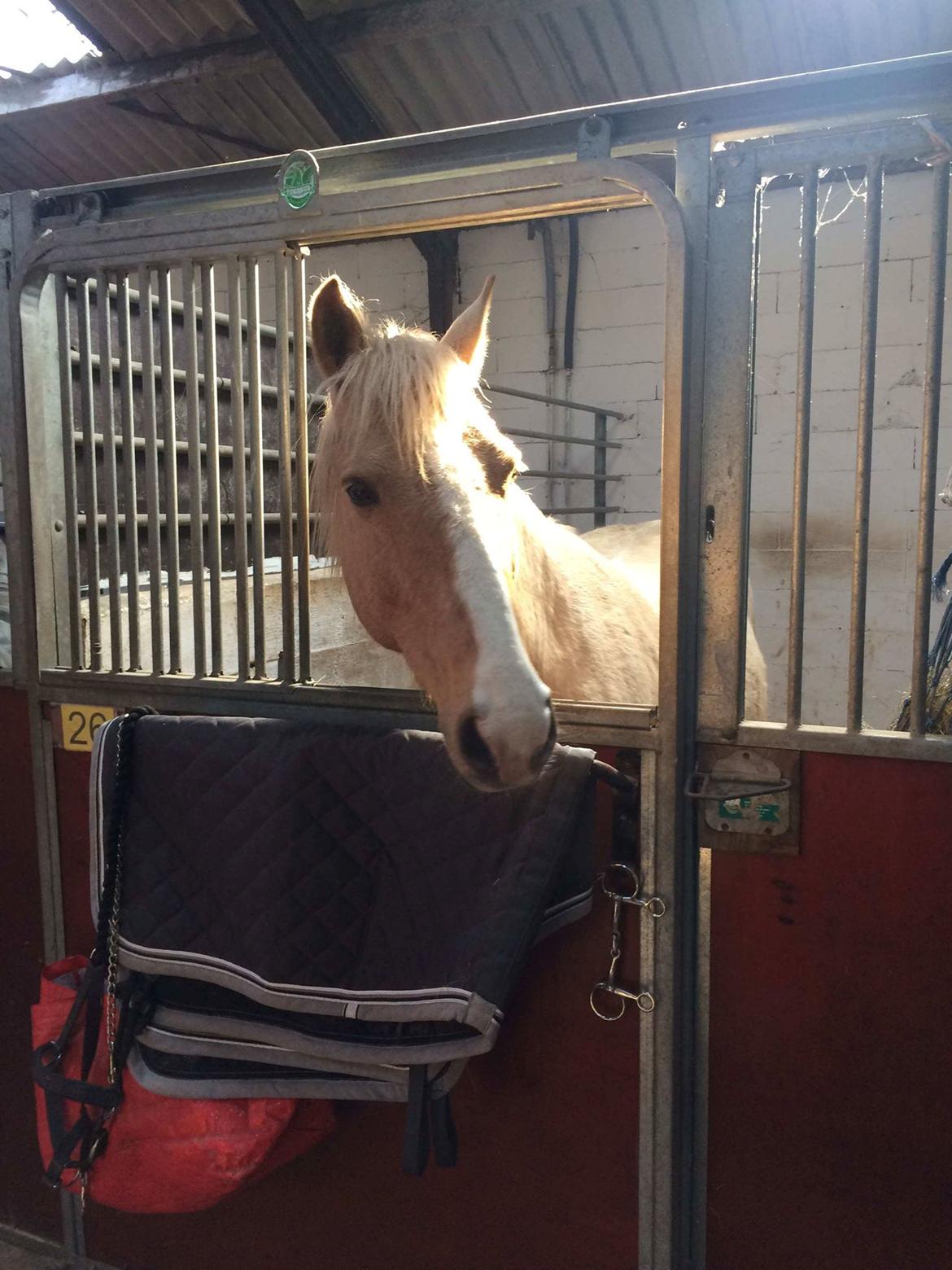 Palomino Golden Victory billede 1