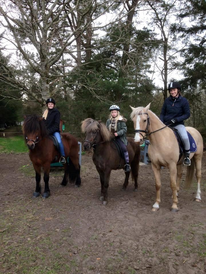 Palomino Golden Victory billede 3