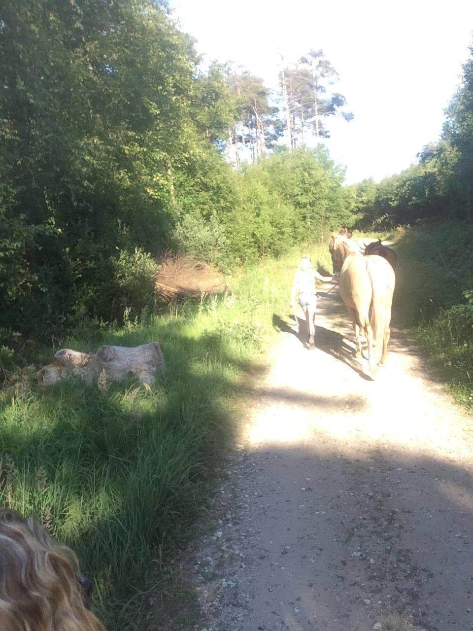 Palomino Golden Victory billede 4