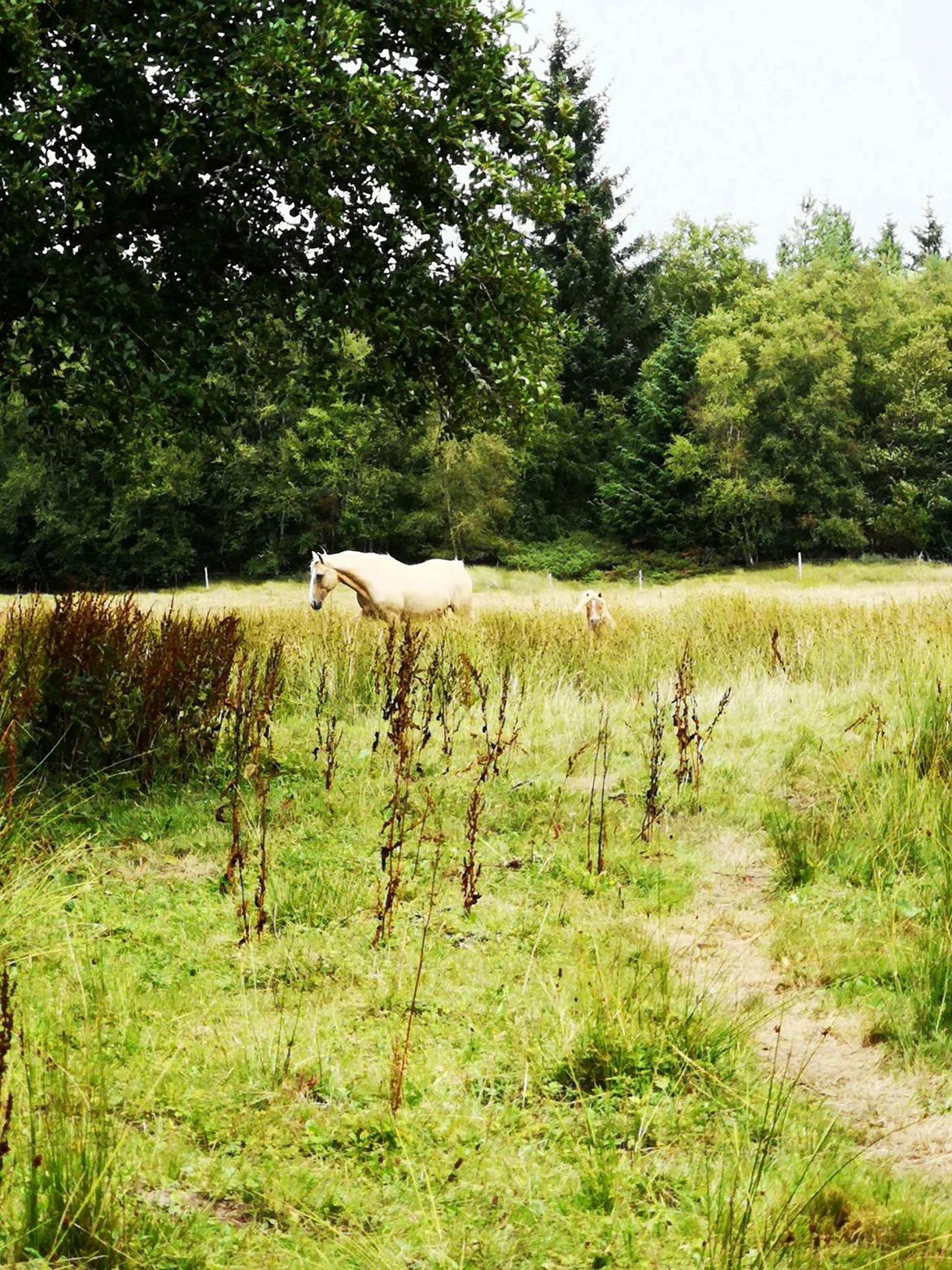 Palomino Golden Victory billede 5