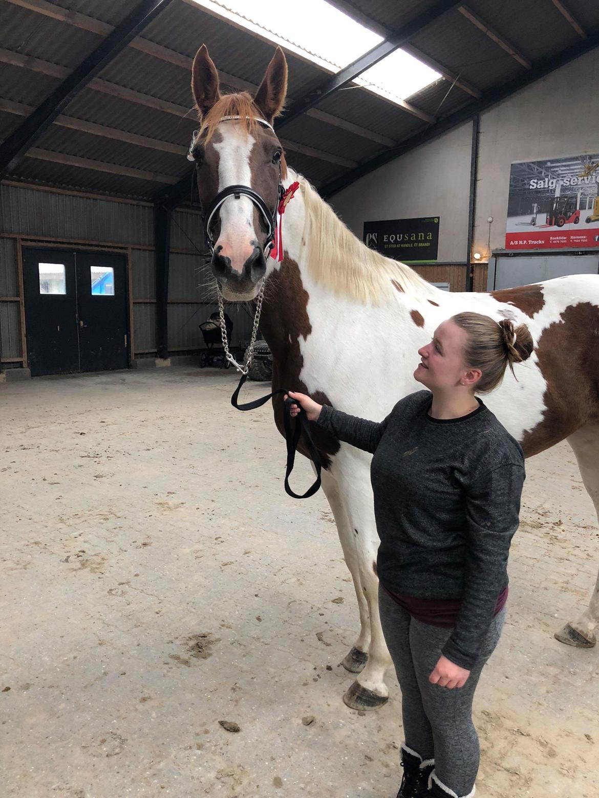 Pinto Whitney lightfoot billede 2