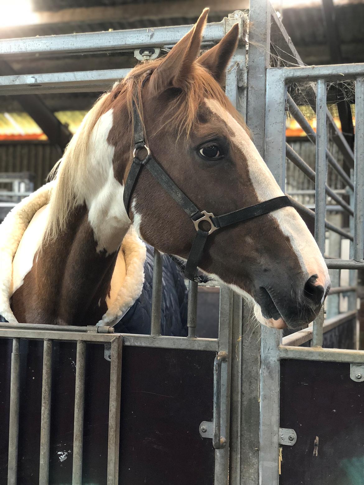 Pinto Whitney lightfoot billede 1