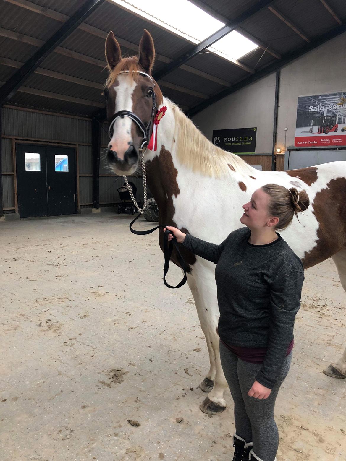 Pinto Whitney lightfoot billede 3