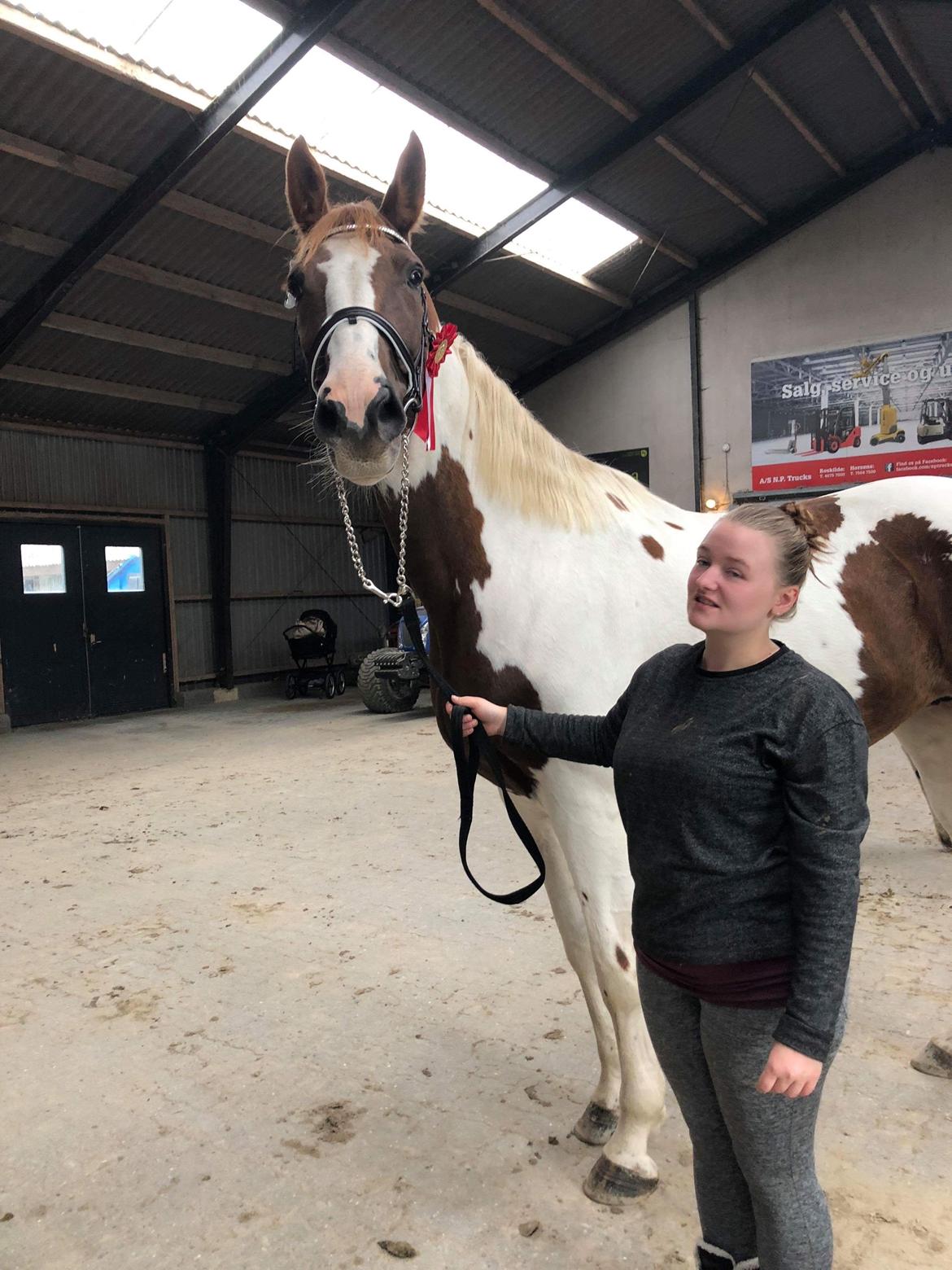 Pinto Whitney lightfoot billede 5