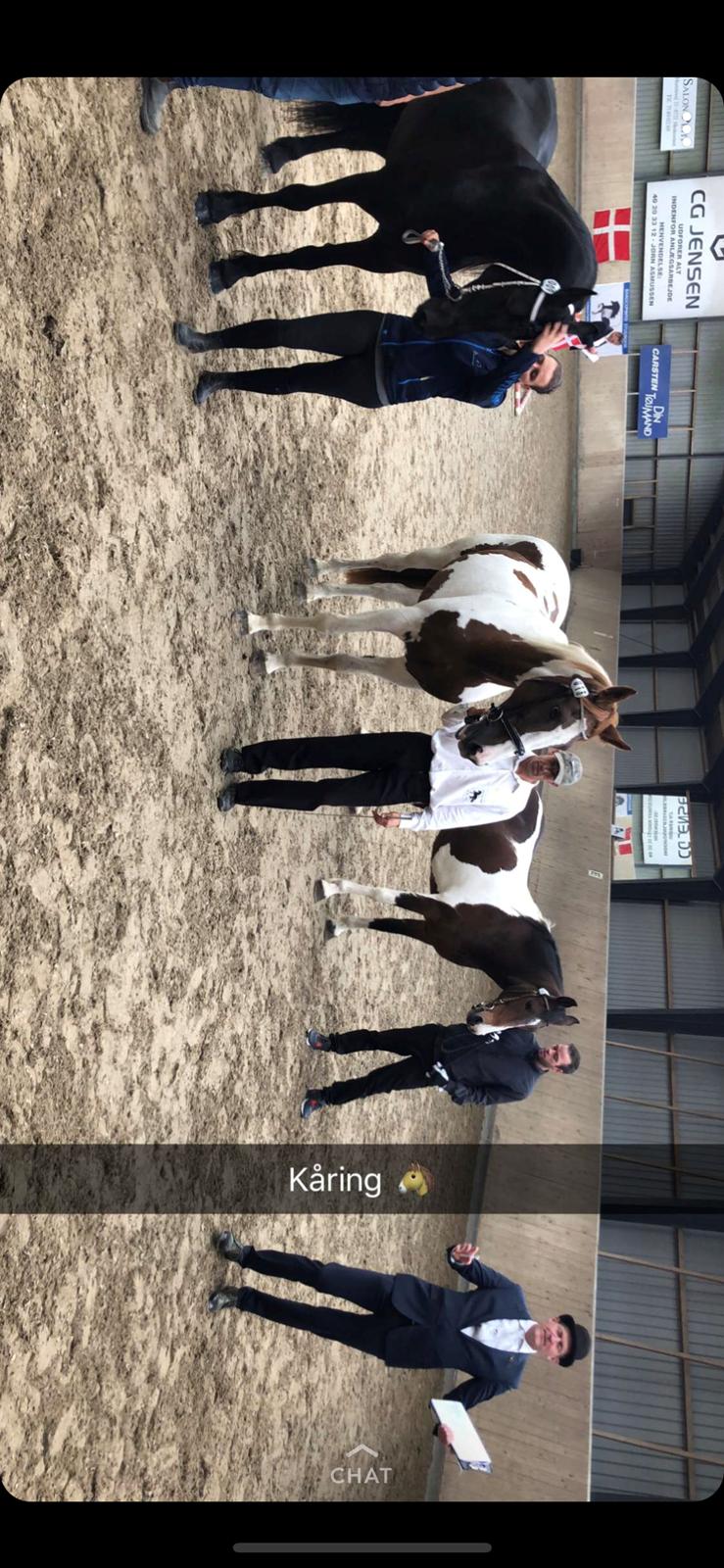 Pinto Whitney lightfoot billede 6