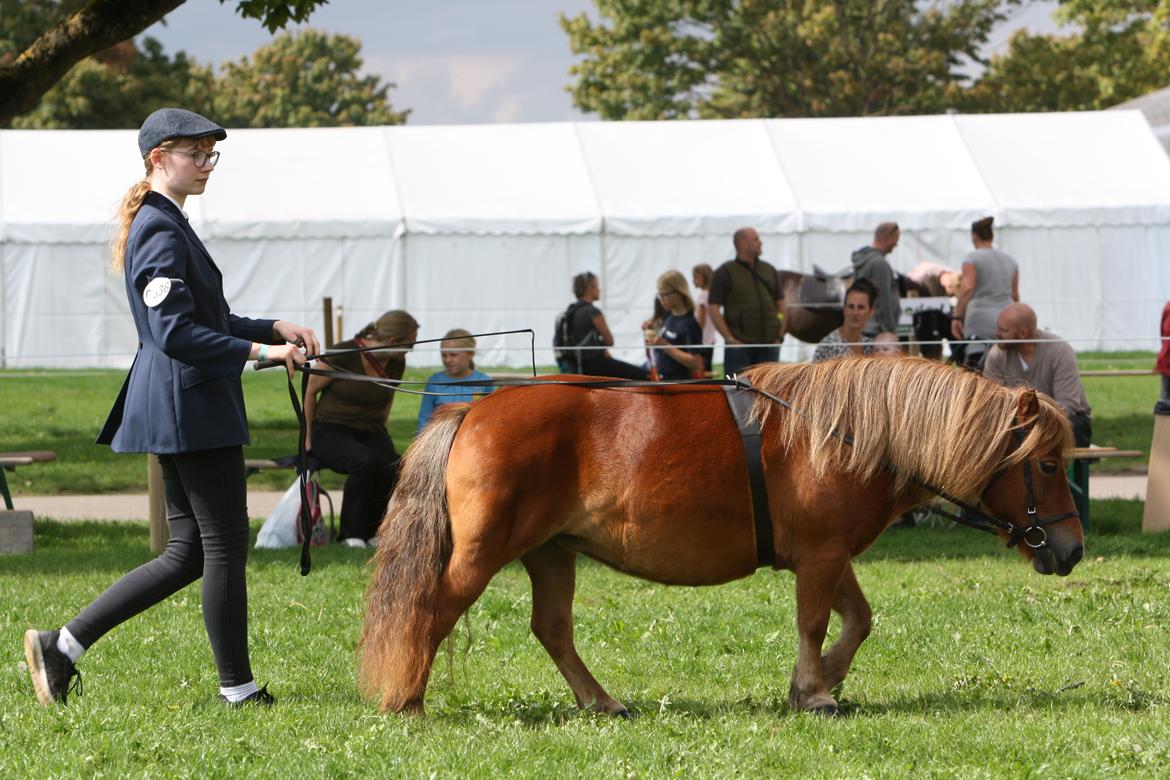 Shetlænder Bådsgårds Baronesse (Nesse) - Store Hestedag 2018, Lange liner for seniorer v. Mountain and Moorland. Første plads og kvailifikation til championat. Billedet er taget af Elene Eden Nielsen. billede 2
