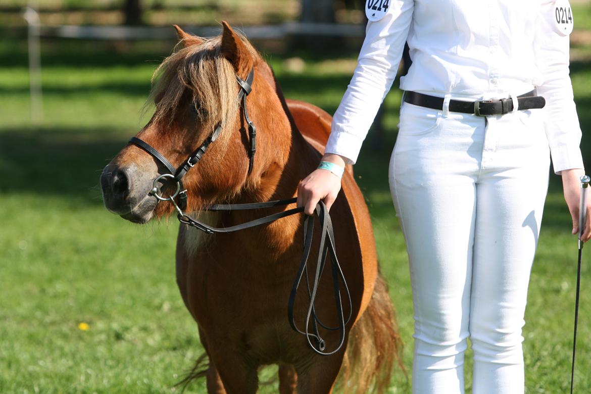 Shetlænder Bådsgårds Baronesse (Nesse) - Lilleskiden og jeg til Store Hestedag 2018. Nummer 3 i almen bedømmelse, samt udtaget til mønstringskonkurrence, hvor vi tog en delt anden plads. Billedet er taget af Elene Eden Nielsen. billede 11