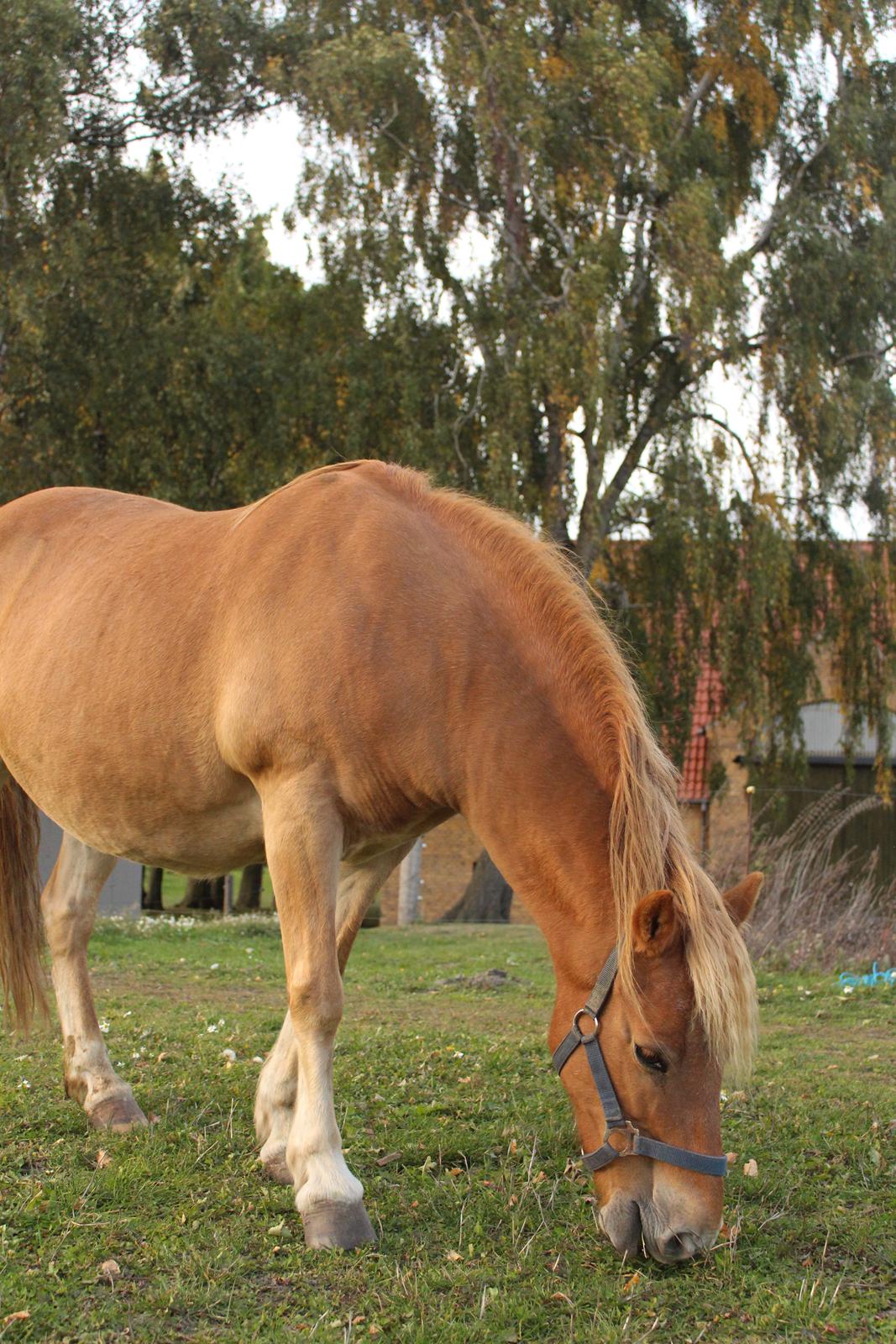 Gotlandsruss Prins (Fantom M) billede 5